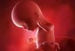 Внутриутробное развитие ребенка на шестнадцатой неделе беременности