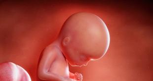 Беременность 17 недель что происходит с организмом